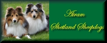 Airam Shetland Sheepdogs