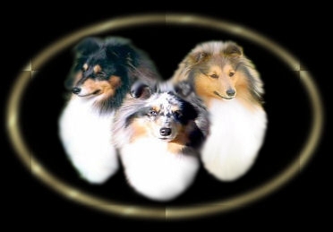 Deerod Shetland Sheepdogs -
Back to Home Page