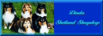 Dinda Shetland Sheepdogs