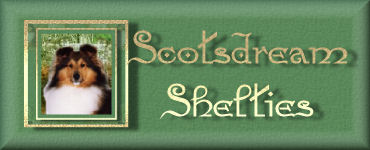 Scotsdream Shetland Sheepdogs